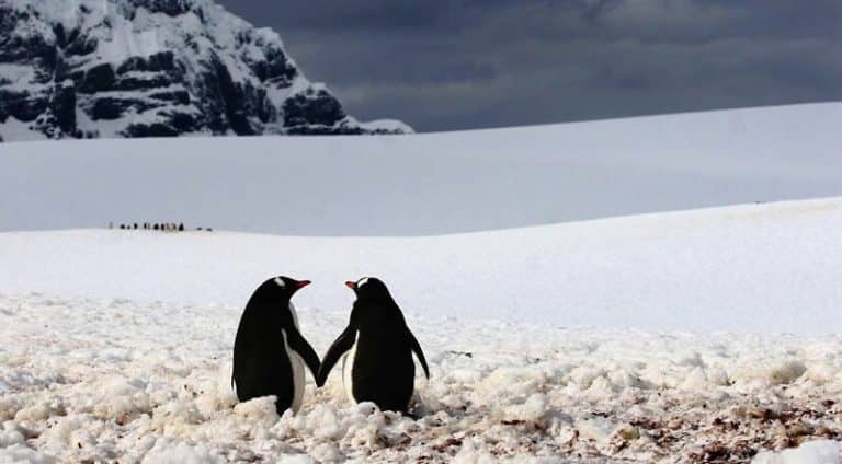 34 couples d&rsquo;animaux amoureux qui ont fêté la Saint Valentin