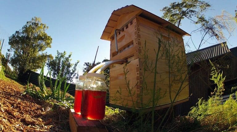 FlowHive, la ruche pour récolter du miel sans gêner les abeilles
