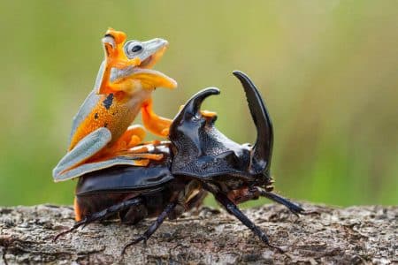 Grenouille fait du rodéo sur un scarabée rhinocéros