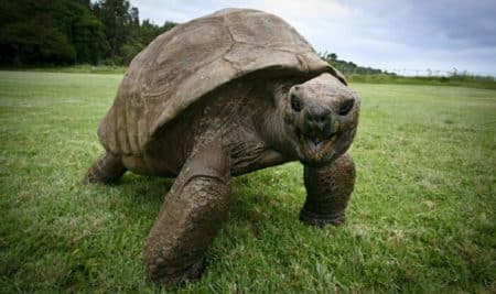 Jonathan, tortue, plus vieille créature vivante de la planète