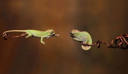 Reptiles mignons