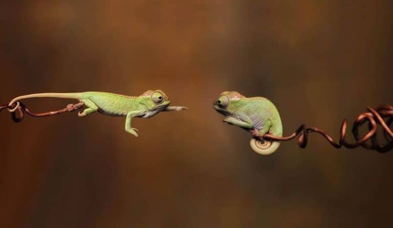 Ces 30 photos vont vous aider à vaincre votre phobie des reptiles