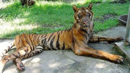 Indonésie : l’enfer du zoo de Surabaya, le « zoo de la mort » Zoo Surabaya, Indonésie, zoo mort