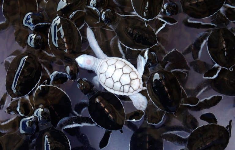 30 animaux albinos que la nature a oublié de colorer