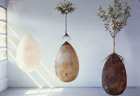 Capsula Mundi, capsule funéraire, arbre mort