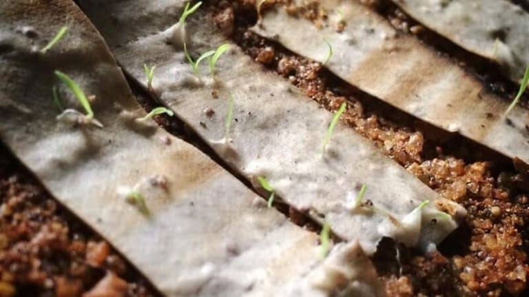Ces filtres de cigarettes biodégradables sont munis de graines