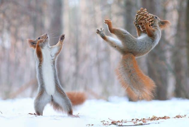 Un photographe capture deux écureuils s’amusant dans la neige Photos Vadim Trunov, écureuils, neige