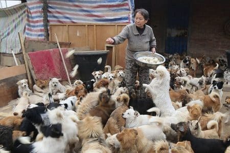 Chaque jour, ces femmes se lèvent à 4h pour nourrir 1300 chiens errants Refuge chiens errants, chine