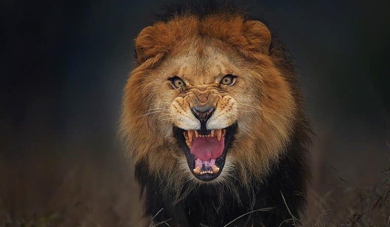 Le photographe qui a pris cette photo a échappé de peu à la mort