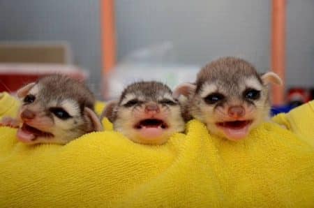 20 animaux qui viennent tout juste de naître Bébés animaux, naissance
