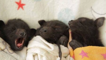 Cette clinique australienne sauve les chauves-souris orphelines Chauves-souris orphelines, clinique Australie