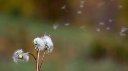 Boom des allergies saisonnières : comment s’en prémunir au mieux ? Allergies saisonnières, pollen