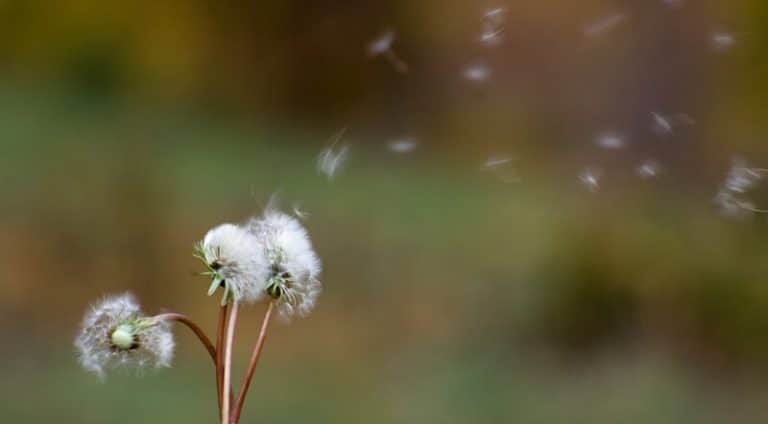 Boom des allergies saisonnières : comment s&rsquo;en prémunir au mieux ?