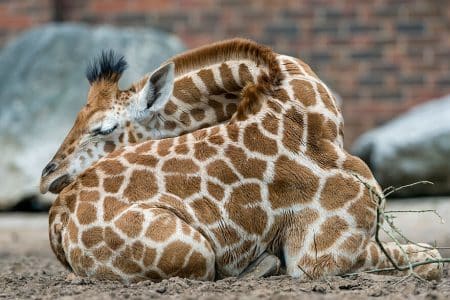 Photos: comment dorment les girafes ? Comment dorment les girafes, sommeil