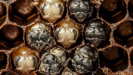 Timelapse premiers jours, vie abeille