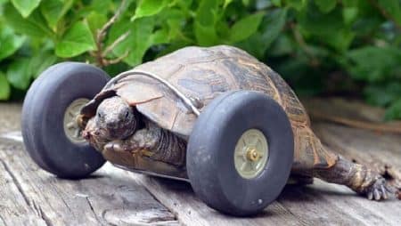 Après l’attaque d’un rat, une tortue se fait greffer des roulettes Tortue roulettes