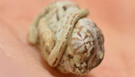 Tout juste né, ce bébé caméléon ne réalise pas qu’il est sorti de son oeuf Caméléon panthère, naissance, œuf