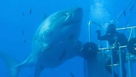 Vidéo: un scientifique rencontre le plus grand requin blanc jamais filmé Deep Blue, requin blanc énorme