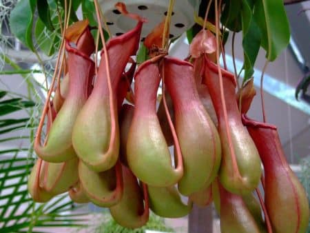 Cette plante peut avaler 6000 fourmis par heure plantes-carnivores