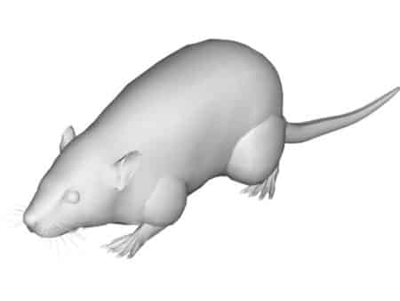 Des rats imprimés en 3D pour les expériences en laboratoire rat-3d