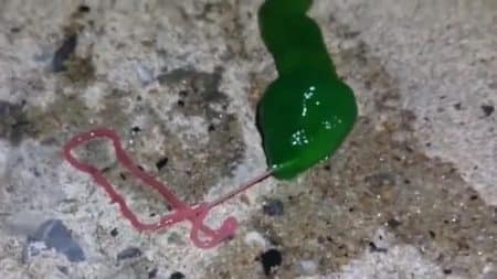 Une mystérieuse créature filmée à Taïwan Ver lacet, ruban vert, Taiwan