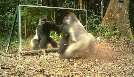 Des animaux sont confrontés à leur reflet pour la première fois Xavier Hubert Brierre, animaux, miroir, jungle, Gabon
