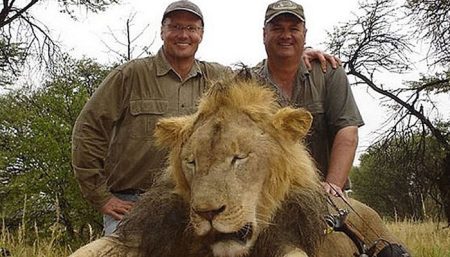 Quelle est la différence entre chasse et braconnage ? animaux, chasse, braconnage, Walter Palmer, lion