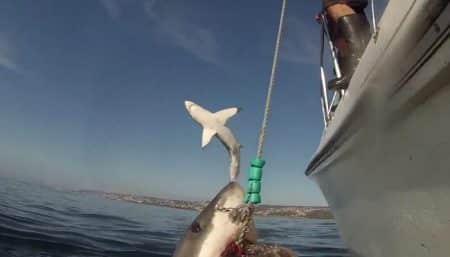 Vidéo: le surprenant envol d’un grand requin blanc Envol d'un grand requin blanc, Mossel Bay, Afrique du Sud