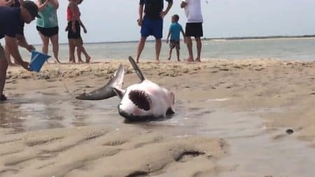 Vidéo: le sauvetage spectaculaire d’un grand requin blanc échoué sur une plage grand requin blanc, sauvetage, échoué sur une plage