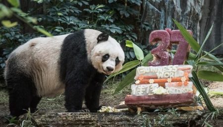 Record: le plus vieux Panda au monde célèbre son 37ème anniversaire jia jia, plus vieux panda en captivite