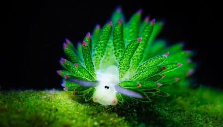 Cette limace de mer ressemble à un mouton Limace de mer mouton, costasiella kuroshimae