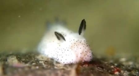 Les Japonais craquent sur ces limaces de mer adorables Limaces de mer lapin, Jorunna parva