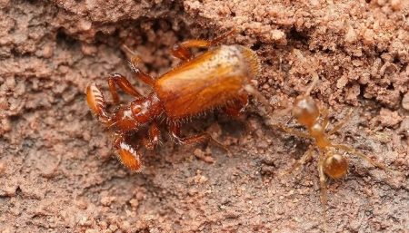 Une espèce de coléoptères parasites capables d’imiter les fourmis à la perfection Paussus Favieri, fourmis, parasite social