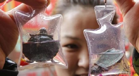 Des animaux vivants piégés dans des porte-clés made in China Porte-clés, Chine, animaux vivants