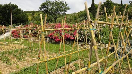 Protéger naturellement son potager des maladies et ravageurs Potager, insectes