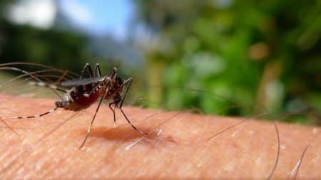 repousser moustique naturellement