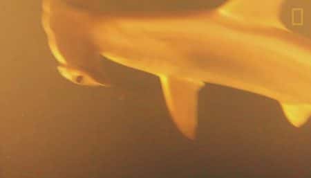 Des requins ont été découverts vivant à l’intérieur d’un volcan sous-marin actif requin, volcan