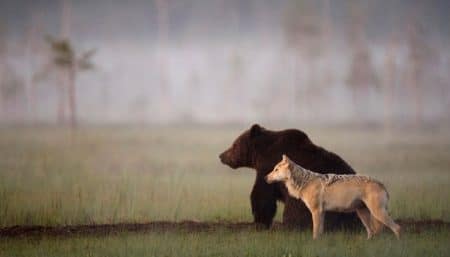 L’extraordinaire amitié entre une louve et un ours amitié loup, ours, finlande