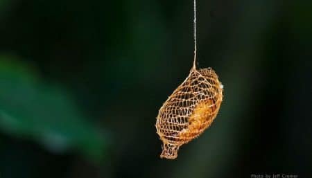 Un cocon de papillon qui semble avoir été imprimé en 3D cocon urodidae, 3d