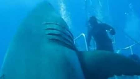 De nouvelles images du plus grand requin blanc jamais filmé Deep Blue, grand requin blanc