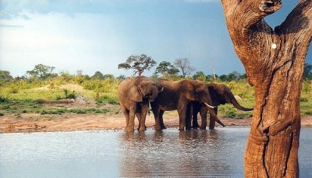 Le Zimbabwe suspend la chasse d’espèces sauvages après la mort de Cecil le lion Hwange National Park, Zimbabwe, chasse
