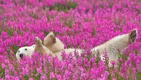 Un ours polaire joue dans un champ de fleurs ours polaires, champ de fleurs