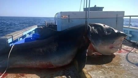 Un requin-tigre géant capturé au large des côtes de l’Australie requin-tigre géant, Australie