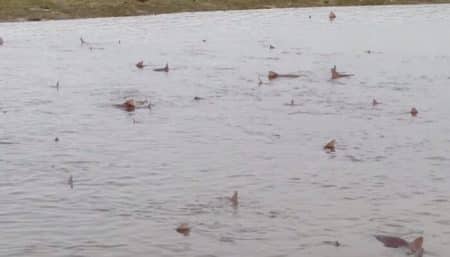 Des requins envahissent la côte en Angleterre requins, émissoles, Sussex, Angleterre