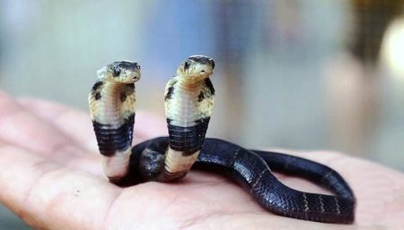 Un cobra naît avec deux têtes, qui essayent de s’entretuer serpent, cobra, deux têtes