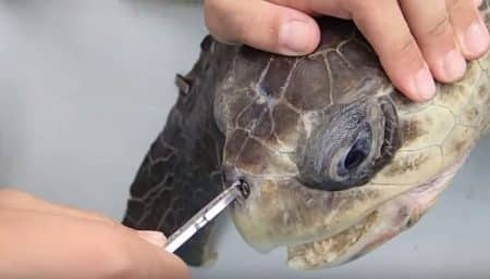 Comment une paille a-t’elle pu se loger dans le nez d’une tortue de mer ? tortue, paille, nez