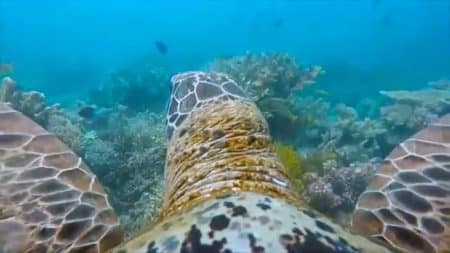 Vidéo: la Grande barrière de corail sur le dos d’une tortue WWF, tortue, GoPro, grande barrière de corail