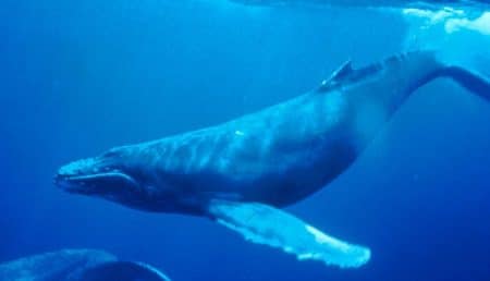 Vidéo: la taille de l’humain comparée aux plus grandes créatures marines baleine bleue, taille