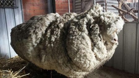 Un mouton Australien se fait tondre 40 kg de laine chris, mouton, laine, tonte