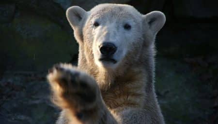 Le mystère entourant la mort précoce de l’ours berlinois Knut enfin élucidé knut, ours, berlin, zoo, mort